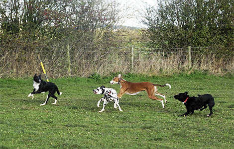 Dogs playing in the UK. Ralph